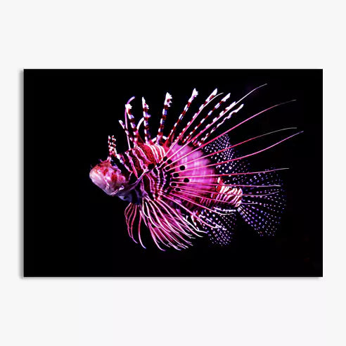 Poster simple 70x100